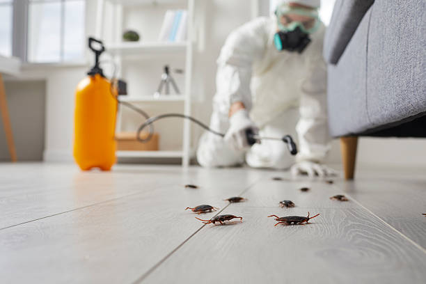 Post-Treatment Bed Bug Interceptor Monitoring in Avon